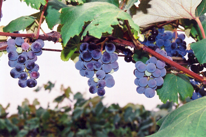 Concord Grape (Vitis 'Concord') at St. Mary's Nursery & Garden Centre