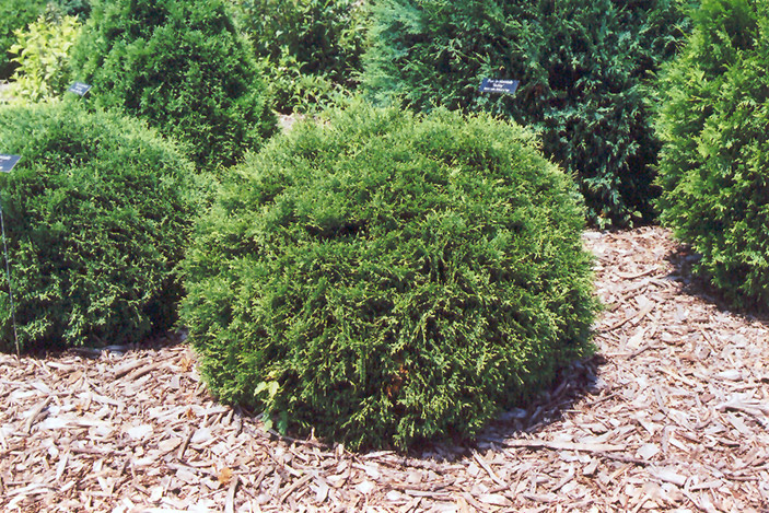 Hetz Midget Arborvitae (Thuja occidentalis 'Hetz Midget') at St. Mary's Nursery & Garden Centre