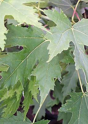 Silver Cloud Silver Maple (Acer saccharinum 'Silver Cloud') at St. Mary's Nursery & Garden Centre