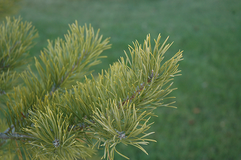 Scotch Pine (Pinus sylvestris) at St. Mary's Nursery & Garden Centre