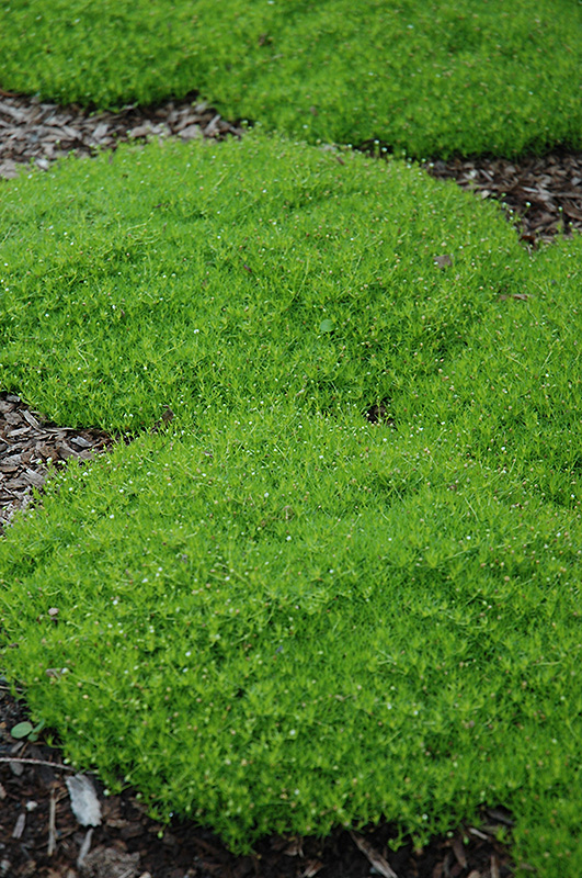 Irish Moss (Sagina subulata) at St. Mary's Nursery & Garden Centre