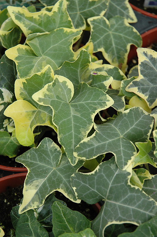Yellow Ripple Ivy (Hedera helix 'Yellow Ripple') at St. Mary's Nursery & Garden Centre