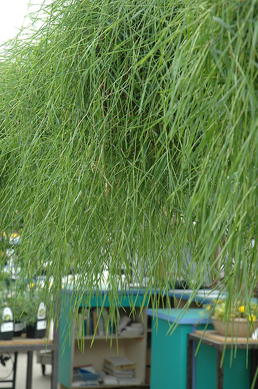 Green Twist Trailing Bamboo (Agrostis stolonifera 'Green Twist') at St. Mary's Nursery & Garden Centre