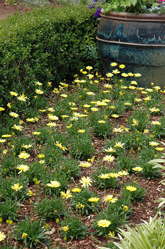 Voltage Yellow African Daisy (Osteospermum 'Voltage Yellow') at St. Mary's Nursery & Garden Centre