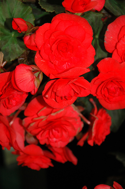 Solenia Red Begonia (Begonia x hiemalis 'Solenia Red') at St. Mary's Nursery & Garden Centre