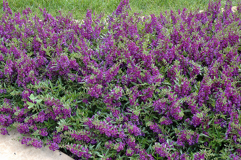 AngelMist Spreading Dark Purple Angelonia (Angelonia angustifolia 'Balangsparpi') at St. Mary's Nursery & Garden Centre