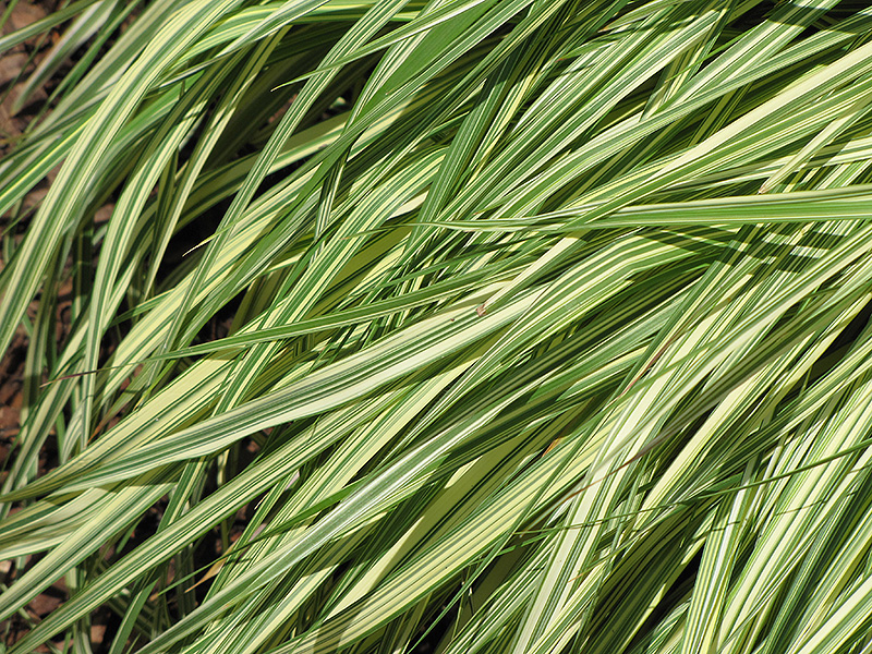 Variegated Moor Grass (Molinia caerulea 'Variegata') at St. Mary's Nursery & Garden Centre