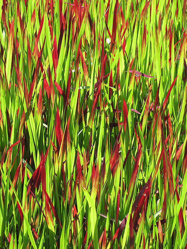 Red Baron Japanese Blood Grass (Imperata cylindrica 'Red Baron') at St. Mary's Nursery & Garden Centre