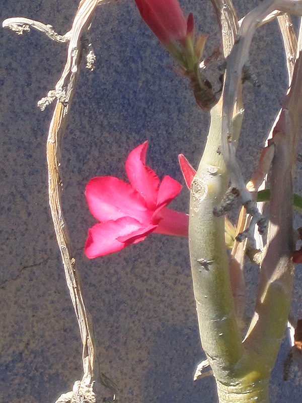 Desert Rose (Adenium obesum) at St. Mary's Nursery & Garden Centre