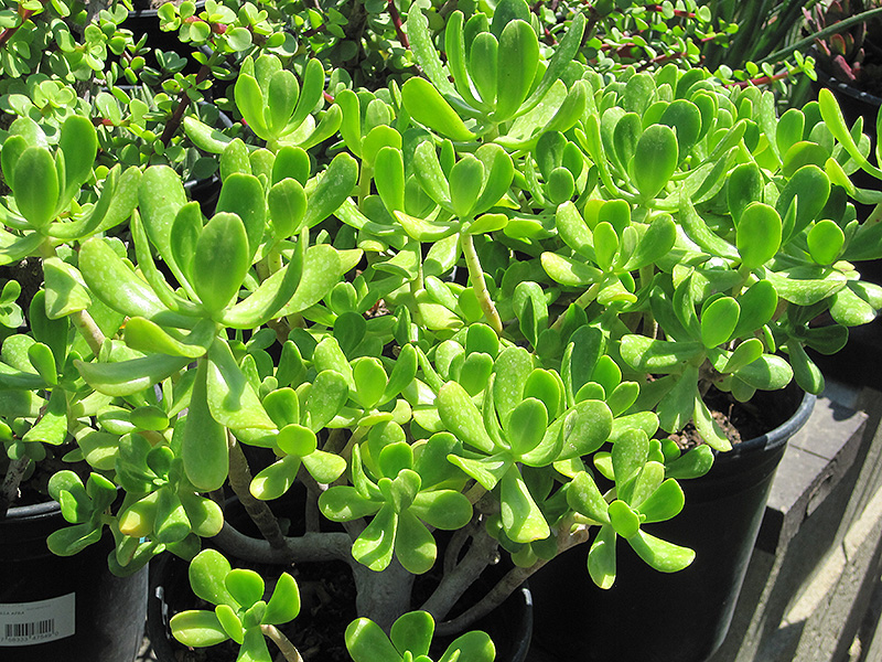 Jade Plant (Crassula argentea) at St. Mary's Nursery & Garden Centre