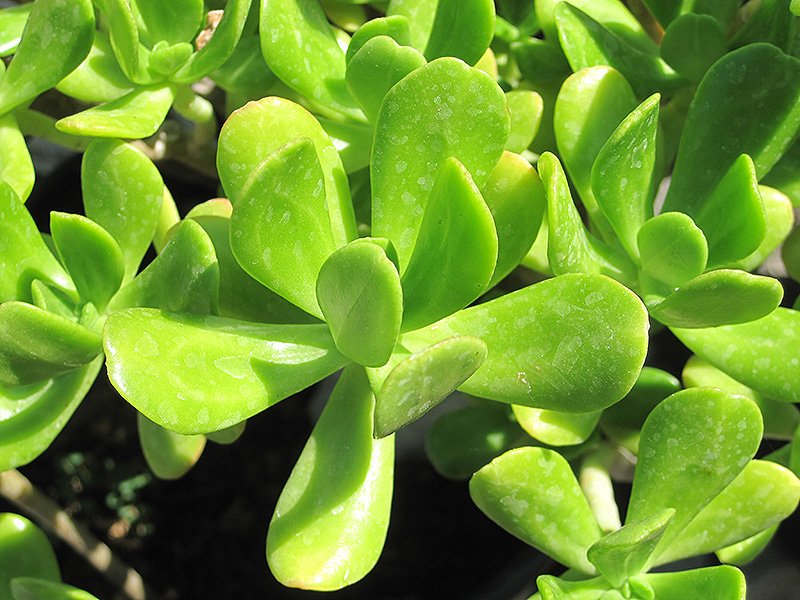 Jade Plant (Crassula argentea) at St. Mary's Nursery & Garden Centre