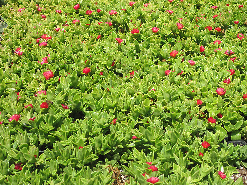 Red Apple Iceplant (Aptenia 'Red Apple') at St. Mary's Nursery & Garden Centre