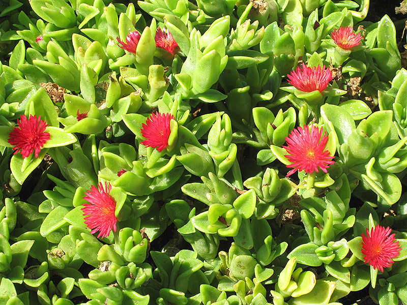 Red Apple Iceplant (Aptenia 'Red Apple') at St. Mary's Nursery & Garden Centre