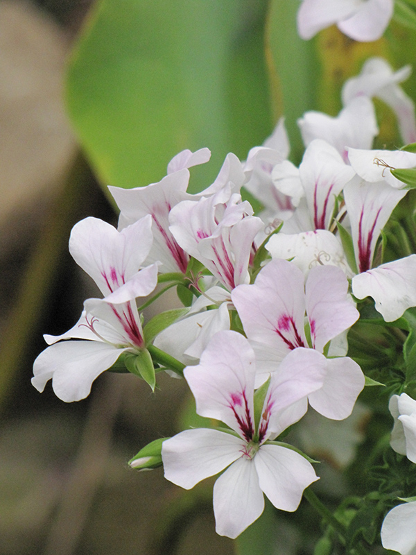 Geranium - White Ivy – Knippel Garden Centre