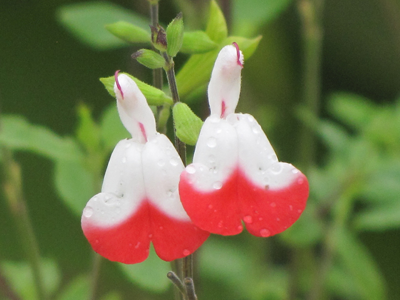Hot Lips Sage (Salvia microphylla 'Hot Lips') at St. Mary's Nursery & Garden Centre