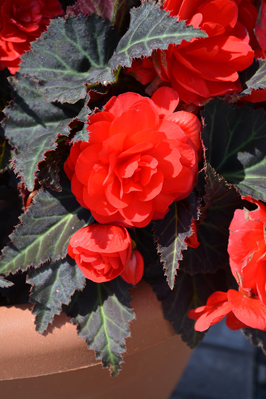Nonstop Mocca Cherry Begonia (Begonia 'Nonstop Mocca Cherry') at St. Mary's Nursery & Garden Centre