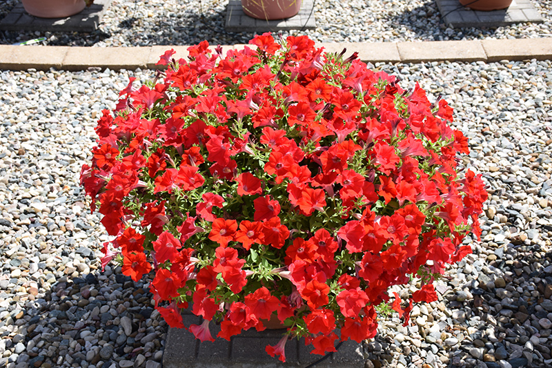 Surfinia Trailing Red Petunia (Petunia 'Surfinia Trailing Red') at St. Mary's Nursery & Garden Centre