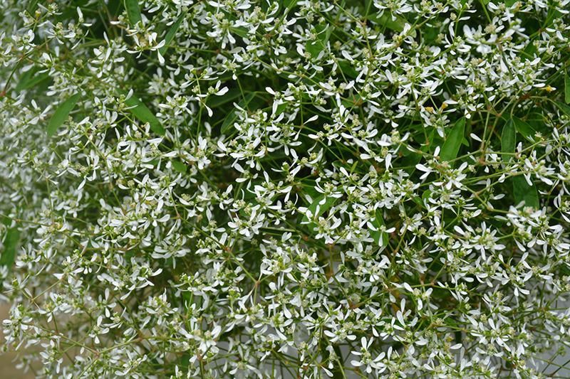 Diamond Frost Euphorbia (Euphorbia 'INNEUPHDIA') at St. Mary's Nursery & Garden Centre