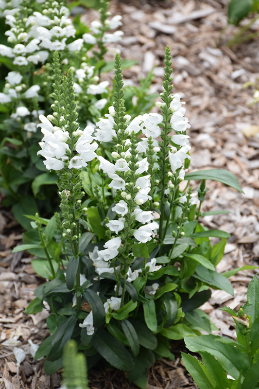 Crystal Peak White Obedient Plant (Physostegia virginiana 'Crystal Peak White') at St. Mary's Nursery & Garden Centre
