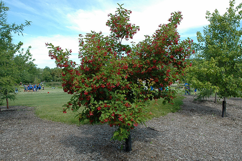 Hot Wings Tatarian Maple (Acer tataricum 'GarAnn') at St. Mary's Nursery & Garden Centre