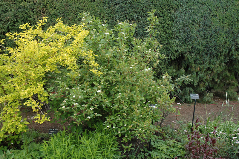 Red Osier Dogwood (Cornus sericea) at St. Mary's Nursery & Garden Centre