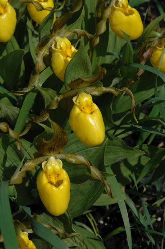 Lady slipper plant outlet nursery