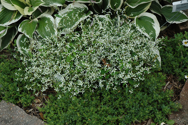 Diamond Frost Euphorbia (Euphorbia 'INNEUPHDIA') at St. Mary's Nursery & Garden Centre