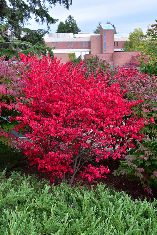 Compact Winged Burning Bush (Euonymus alatus 'Compactus') at St. Mary's Nursery & Garden Centre