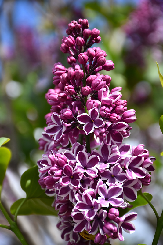 Sensation Lilac (Syringa vulgaris 'Sensation') at St. Mary's Nursery & Garden Centre