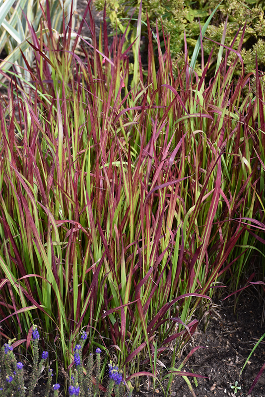 Red Baron Japanese Blood Grass (Imperata cylindrica 'Red Baron') at St. Mary's Nursery & Garden Centre