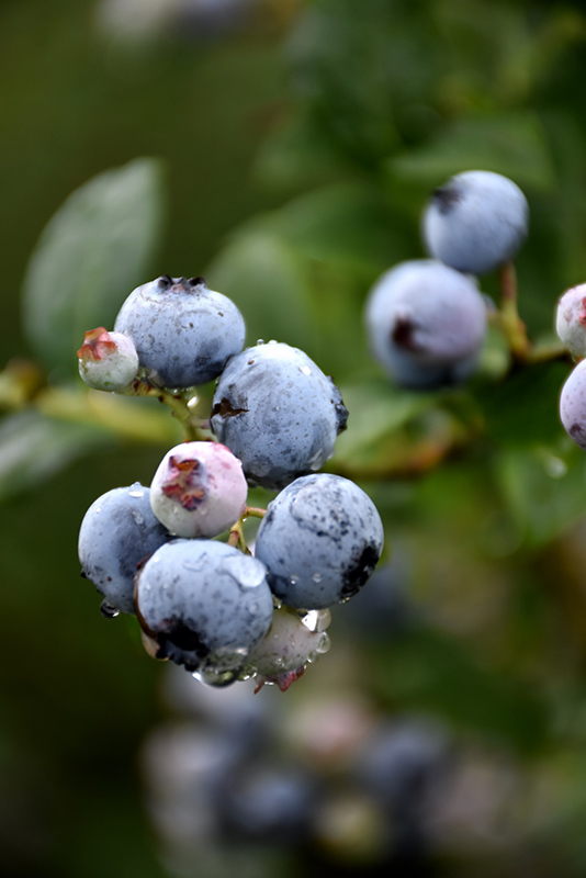 Polaris Blueberry (Vaccinium 'Polaris') at St. Mary's Nursery & Garden Centre