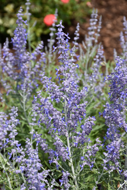 Lacey Blue Russian Sage (Perovskia atriplicifolia 'Lacey Blue') at St. Mary's Nursery & Garden Centre