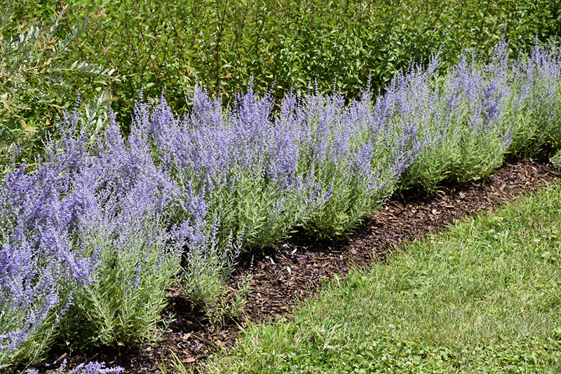 Lacey Blue Russian Sage (Perovskia atriplicifolia 'Lacey Blue') at St. Mary's Nursery & Garden Centre
