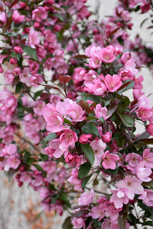 Gladiator Flowering Crab (Malus 'DurLeo') at St. Mary's Nursery & Garden Centre