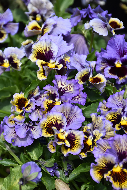 Frizzle Sizzle Yellow Blue Swirl Pansy (Viola x wittrockiana 'Frizzle Sizzle Yellow Blue Swirl') at St. Mary's Nursery & Garden Centre