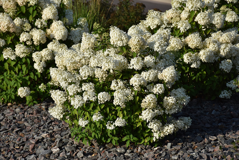 Bobo Hydrangea (Hydrangea paniculata 'ILVOBO') at St. Mary's Nursery & Garden Centre