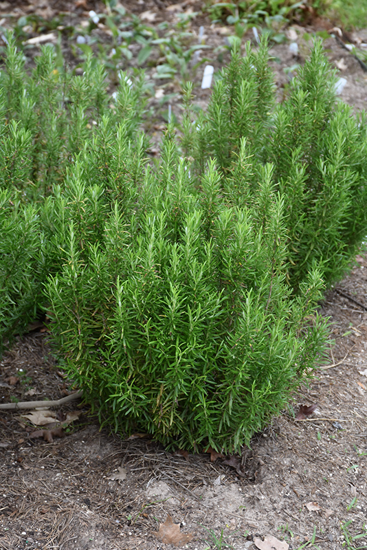 Barbeque Rosemary (Rosmarinus officinalis 'Barbeque') at St. Mary's Nursery & Garden Centre