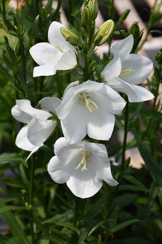 Takion White Peachleaf Bellflower (Campanula persicifolia 'Takion White') at St. Mary's Nursery & Garden Centre