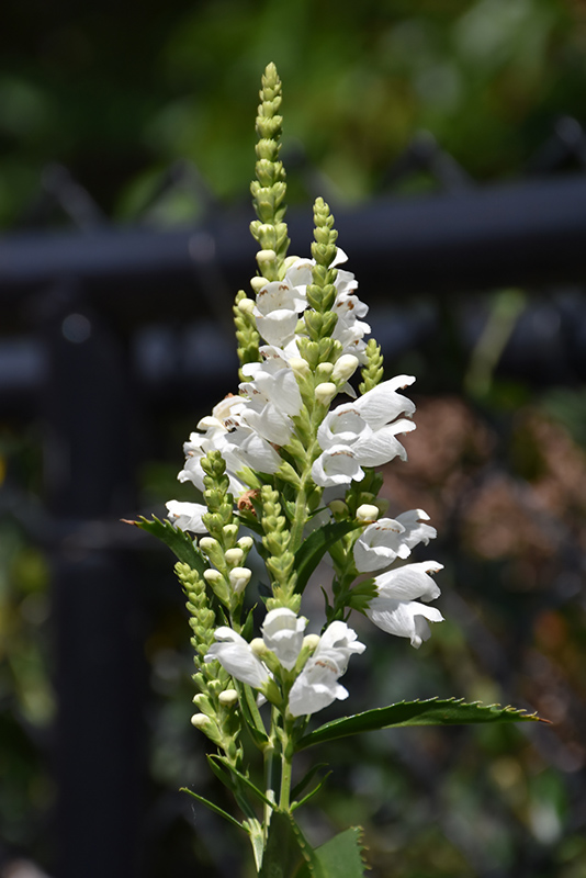 Crystal Peak White Obedient Plant (Physostegia virginiana 'Crystal Peak White') at St. Mary's Nursery & Garden Centre