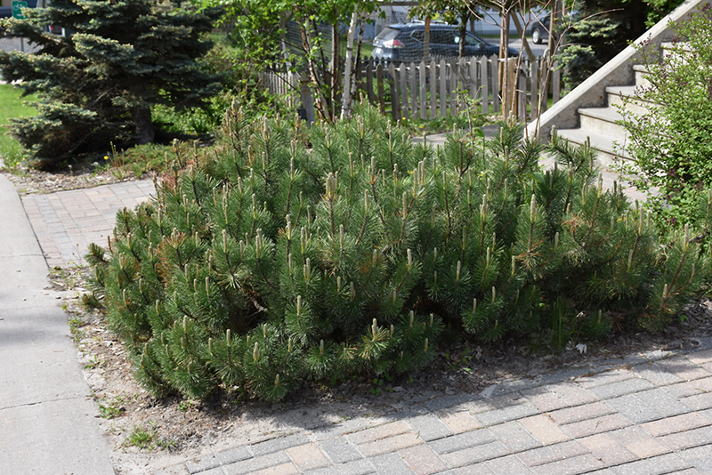 Dwarf Mugo Pine (Pinus mugo var. pumilio) at St. Mary's Nursery & Garden Centre