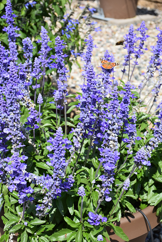 Unplugged So Blue Salvia (Salvia farinacea 'G14251') at St. Mary's Nursery & Garden Centre