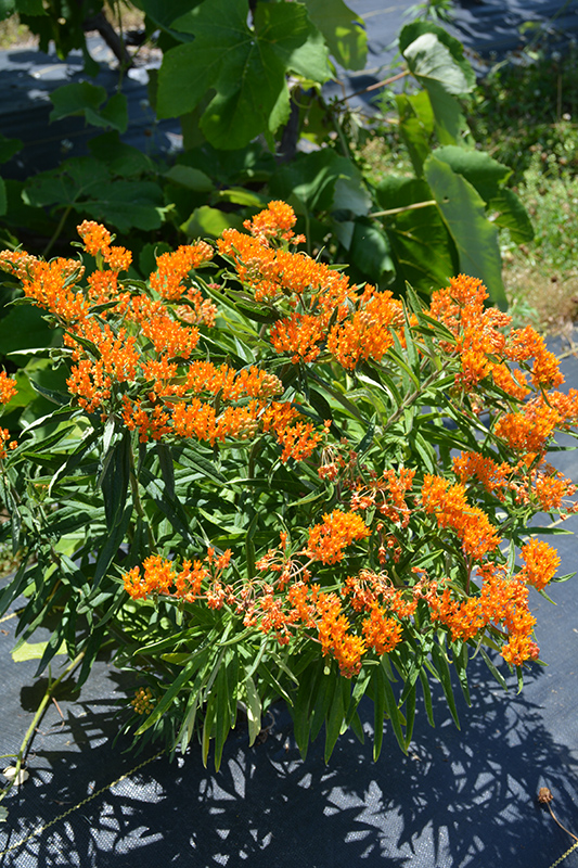 Butterfly Weed (Asclepias tuberosa) at St. Mary's Nursery & Garden Centre