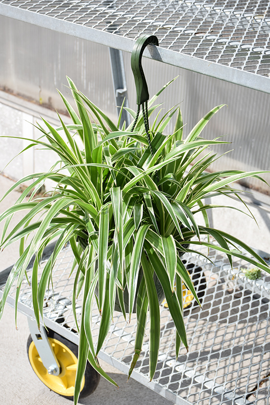 Variegated Spider Plant (Chlorophytum comosum 'Variegatum') at St. Mary's Nursery & Garden Centre