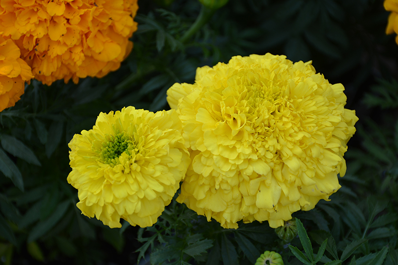 Inca Yellow Marigold (Tagetes erecta 'Inca Yellow') at St. Mary's Nursery & Garden Centre