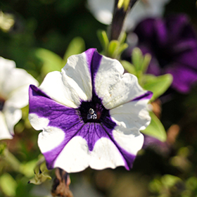 Shock Wave Purple Tie Dye Petunia (Petunia 'PAS982897') in 