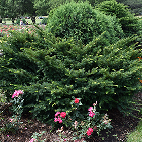 Plant Photo 9