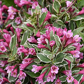 Plant Photo 7